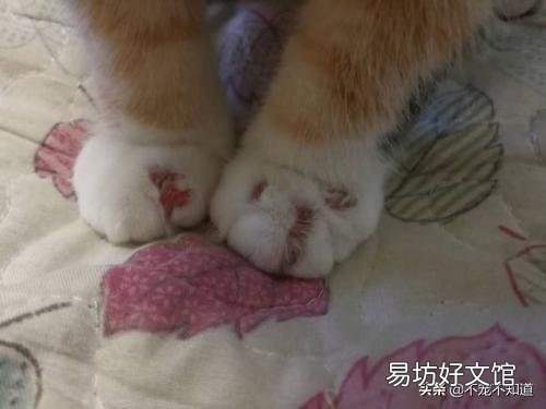 怎么判断是不是猫藓(怎么判断是不是猫藓症状)