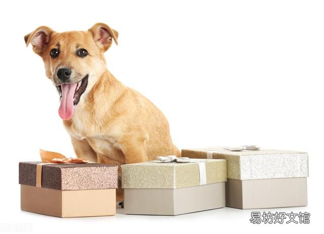 猫怎么托运到外地(猫怎么托运到外地高铁)