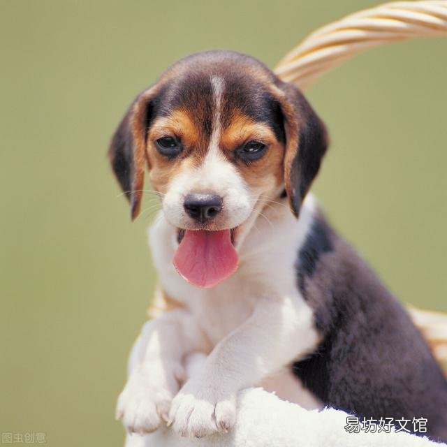 猫怎么托运到外地(猫怎么托运到外地高铁)