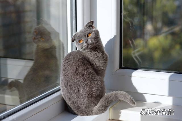 猫怎么托运到外地(猫怎么托运到外地高铁)