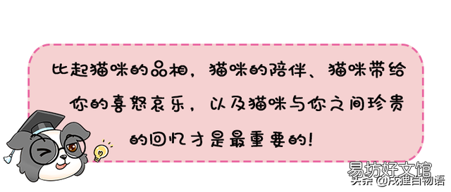 小猫的品相由谁决定(如何判断小猫品相)