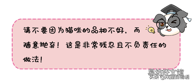 小猫的品相由谁决定(如何判断小猫品相)