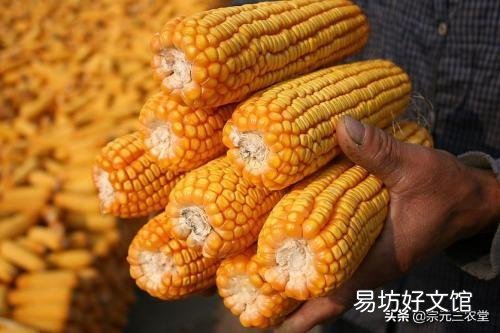 未来十天玉米行情如何，吉林市的？
