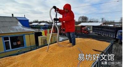未来十天玉米行情如何，吉林市的？