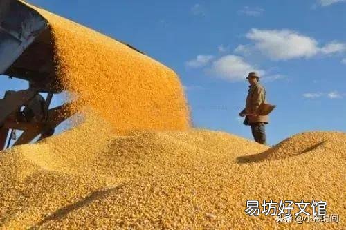 未来十天玉米行情如何，吉林市的？