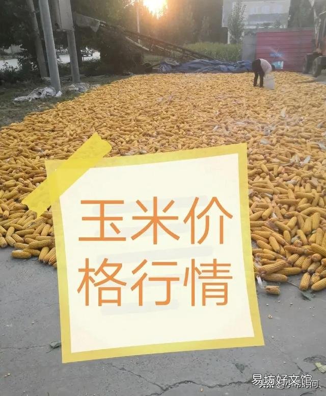 未来十天玉米行情如何，吉林市的？