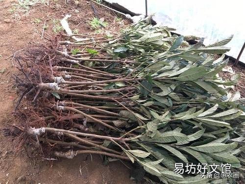 农村集市上买的果树,为什么买了种不活,你遇到过这样的情况吗?