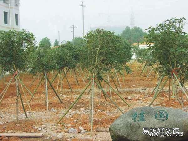 农村集市上买的果树,为什么买了种不活,你遇到过这样的情况吗?
