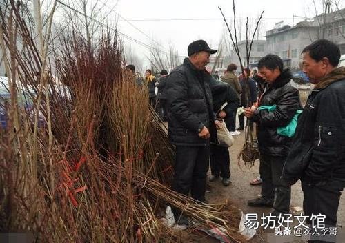 农村集市上买的果树,为什么买了种不活,你遇到过这样的情况吗?