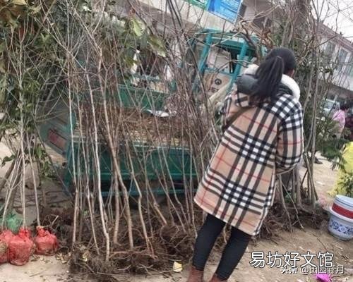 农村集市上买的果树,为什么买了种不活,你遇到过这样的情况吗?
