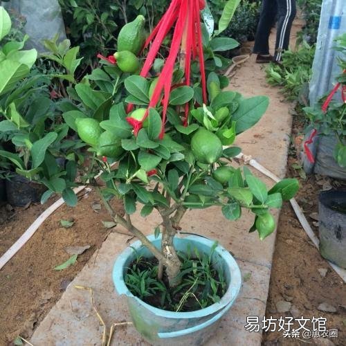 农村集市上买的果树,为什么买了种不活,你遇到过这样的情况吗?