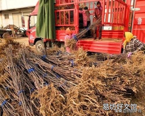 农村集市上买的果树,为什么买了种不活,你遇到过这样的情况吗?