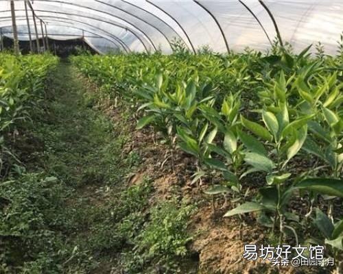 农村集市上买的果树,为什么买了种不活,你遇到过这样的情况吗?