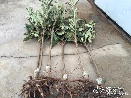 农村集市上买的果树,为什么买了种不活,你遇到过这样的情况吗?