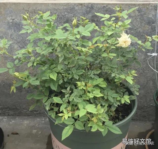 农村家里的月季发芽了,蚜虫非常多,不用药,该怎么防治?