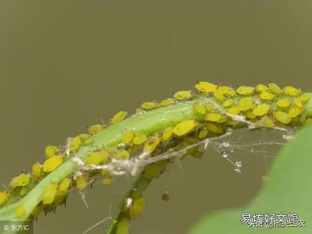 农村家里的月季发芽了,蚜虫非常多,不用药,该怎么防治?