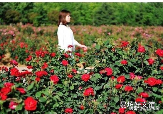 农村家里的月季发芽了,蚜虫非常多,不用药,该怎么防治?