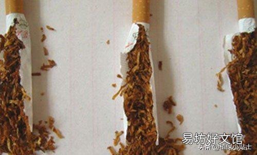 农村家里的月季发芽了,蚜虫非常多,不用药,该怎么防治?