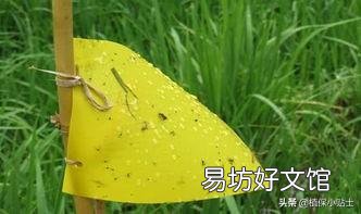 农村家里的月季发芽了,蚜虫非常多,不用药,该怎么防治?