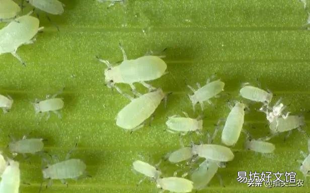 农村家里的月季发芽了,蚜虫非常多,不用药,该怎么防治?