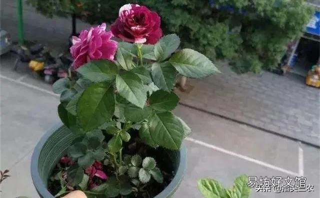 农村家里的月季发芽了,蚜虫非常多,不用药,该怎么防治?