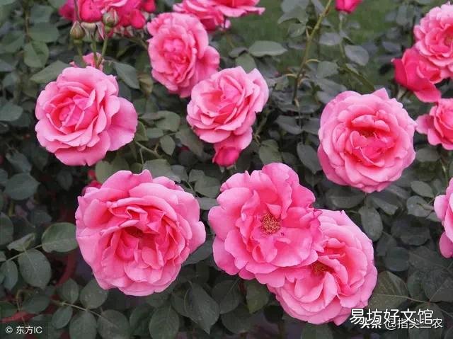 农村家里的月季发芽了,蚜虫非常多,不用药,该怎么防治?