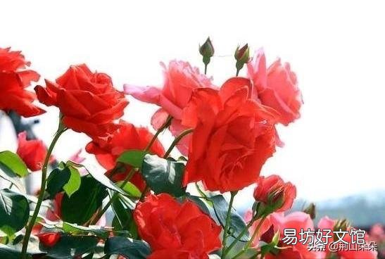 农村家里的月季发芽了,蚜虫非常多,不用药,该怎么防治?