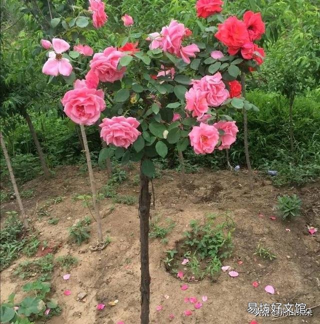 农村家里的月季发芽了,蚜虫非常多,不用药,该怎么防治?