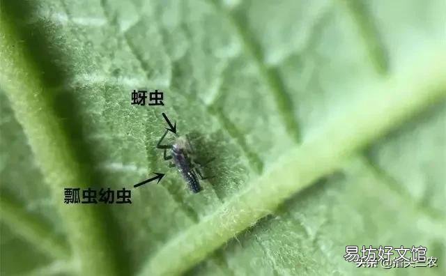 农村家里的月季发芽了,蚜虫非常多,不用药,该怎么防治?