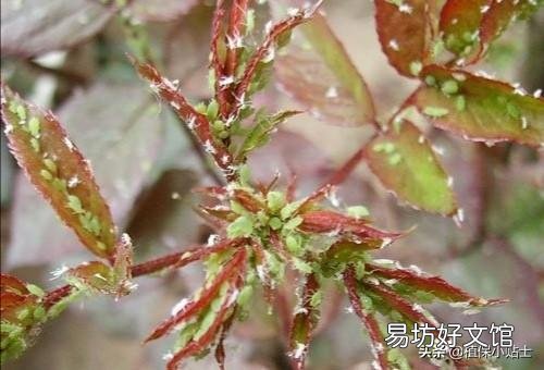 农村家里的月季发芽了,蚜虫非常多,不用药,该怎么防治?