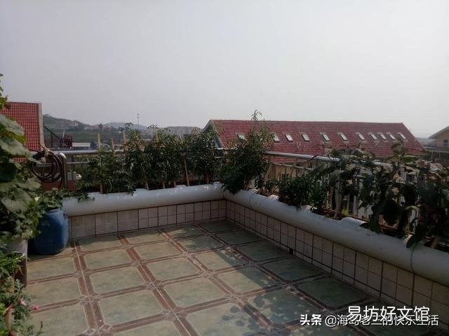 在阳台种菜,如何解决土壤和肥料的问题?