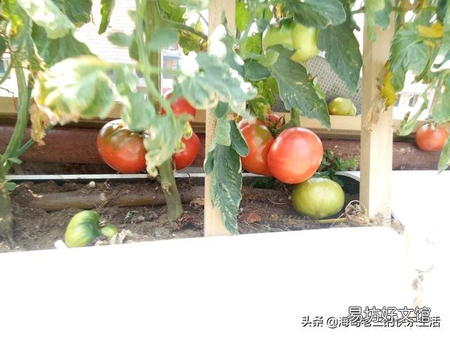 在阳台种菜,如何解决土壤和肥料的问题?