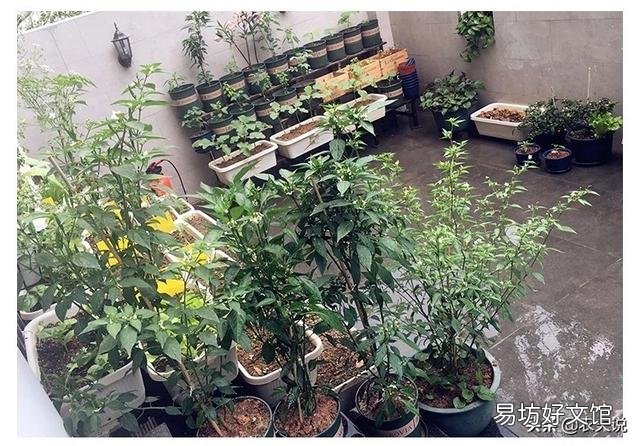 在阳台种菜,如何解决土壤和肥料的问题?
