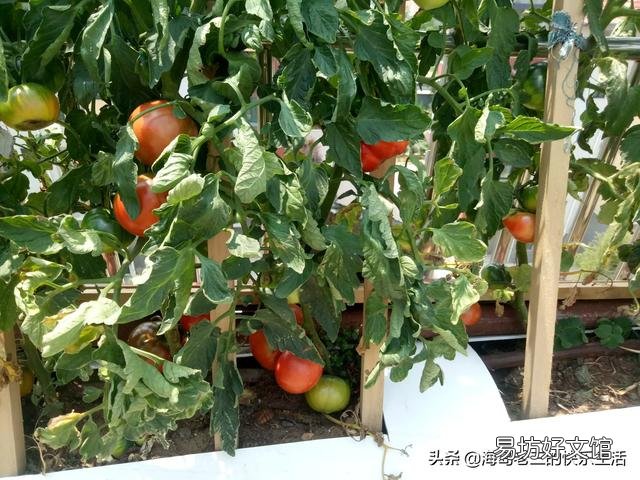 在阳台种菜,如何解决土壤和肥料的问题?