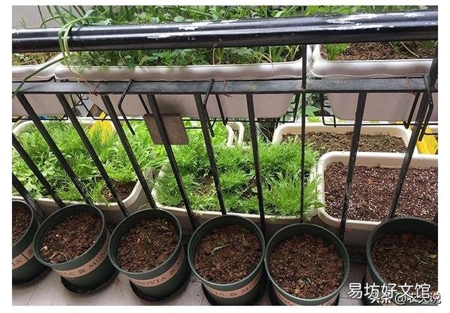 在阳台种菜,如何解决土壤和肥料的问题?
