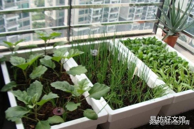 在阳台种菜,如何解决土壤和肥料的问题?