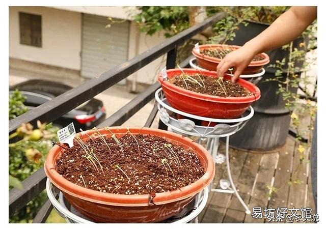 在阳台种菜,如何解决土壤和肥料的问题?