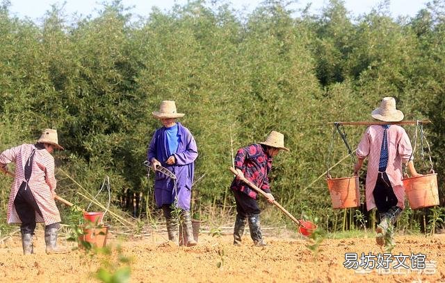 果树是秋季栽培好,还是春季栽培好呢?
