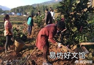 果树是秋季栽培好,还是春季栽培好呢?