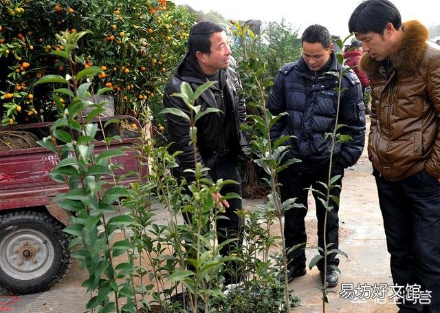 果树是秋季栽培好,还是春季栽培好呢?