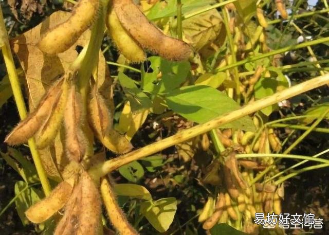 大豆控旺最佳期是什么时候?怎么操作,谢谢老师?