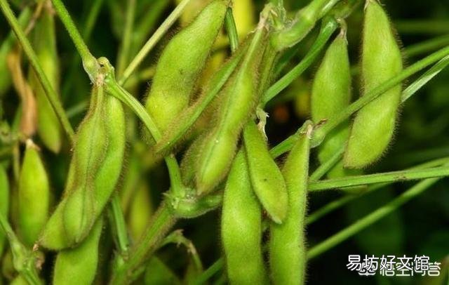 大豆控旺最佳期是什么时候?怎么操作,谢谢老师?