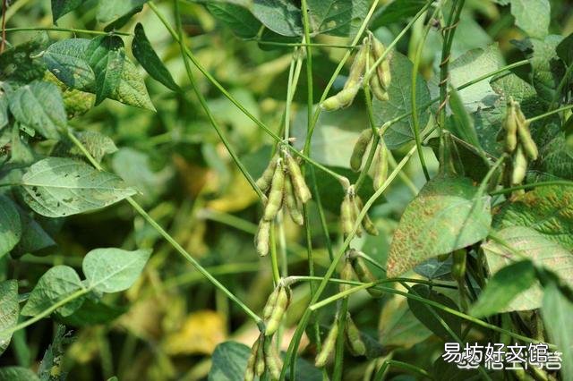 大豆控旺最佳期是什么时候?怎么操作,谢谢老师?