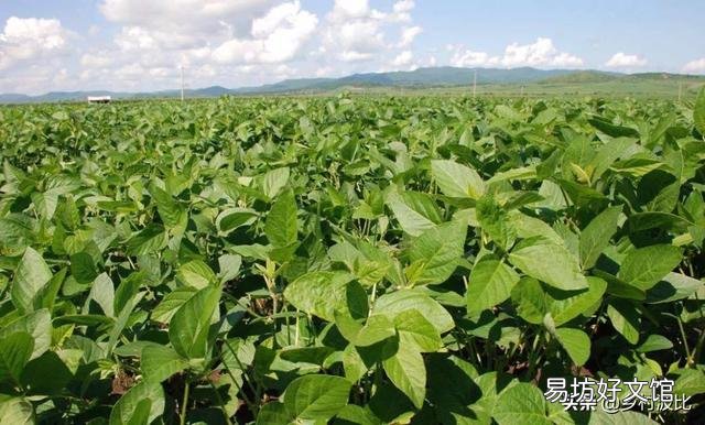 大豆控旺最佳期是什么时候?怎么操作,谢谢老师?