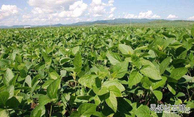 大豆控旺最佳期是什么时候?怎么操作,谢谢老师?