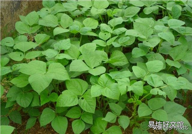 大豆控旺最佳期是什么时候?怎么操作,谢谢老师?