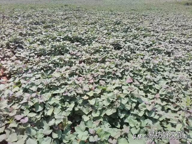 红薯膨大期还能割藤吗?