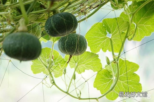 种植的板栗南瓜品质不好,应该怎么种植?