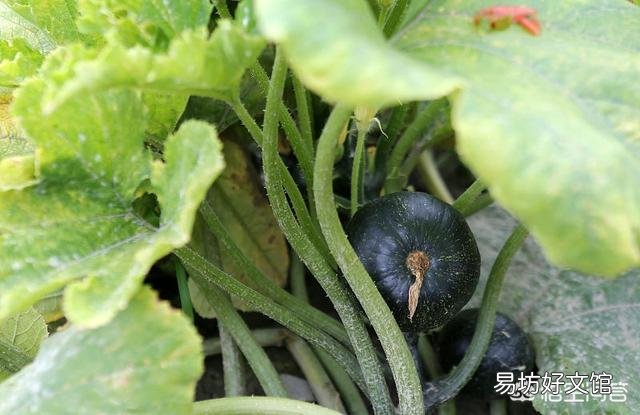种植的板栗南瓜品质不好,应该怎么种植?