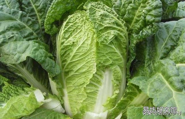 白菜种得早了,为什么会烂?